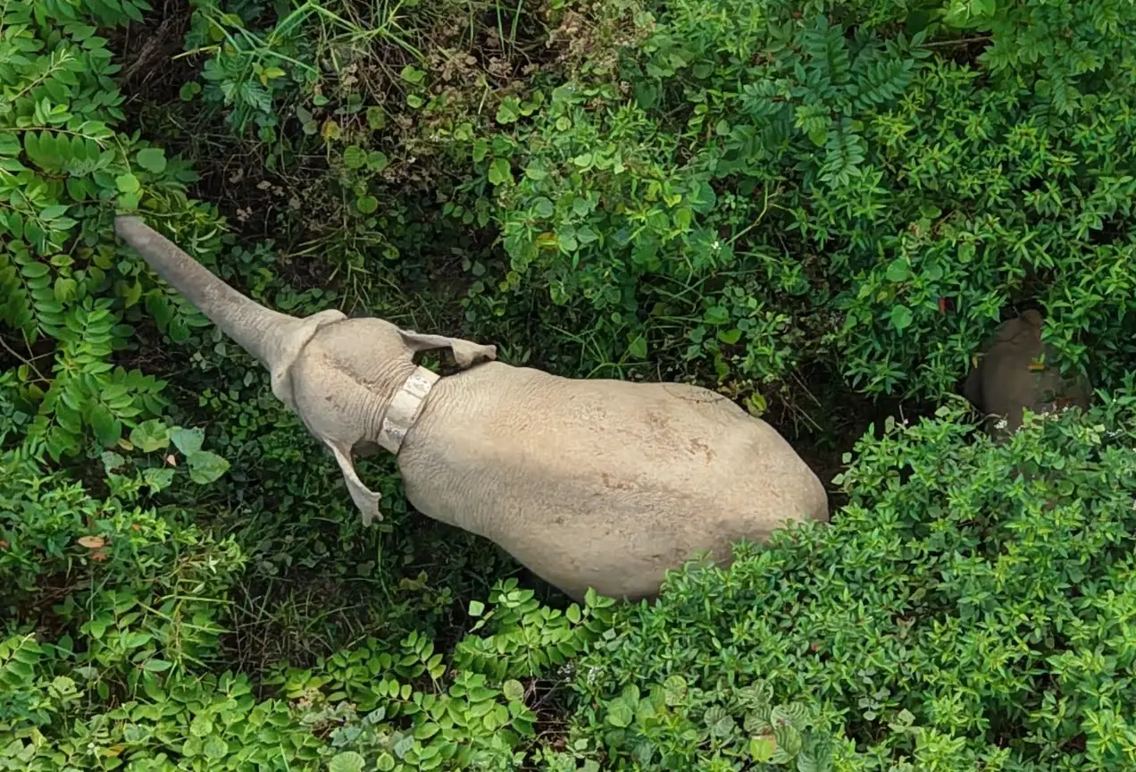 Aerial view of an elephant wearing a tracking collar walking through dense green foliage.